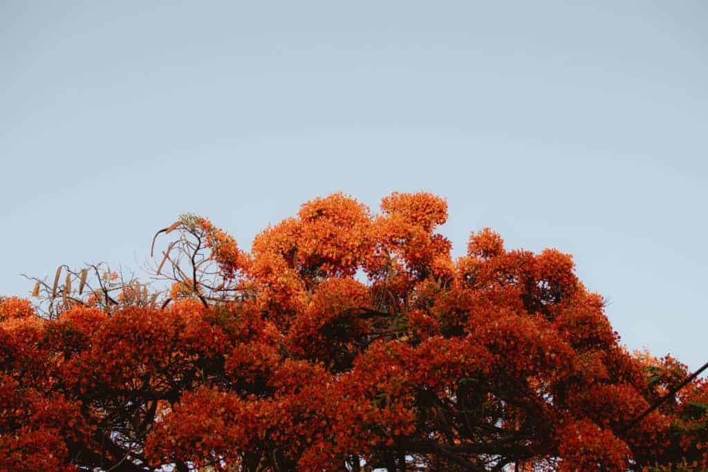 Jalisco has some of the most beautiful trees and plants, like this Tabachine. Which has a bright red leaf