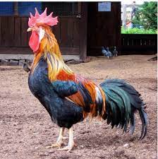mmn on Twitter | Leghorn rooster, Rooster, Chickens backyard