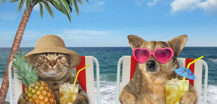 How to bring your cats or dogs to Mexico